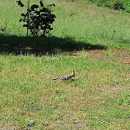 Poderino Bellavista קסטלינה מריטימה