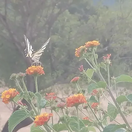 Poderino Bellavista * Castellina Marittima